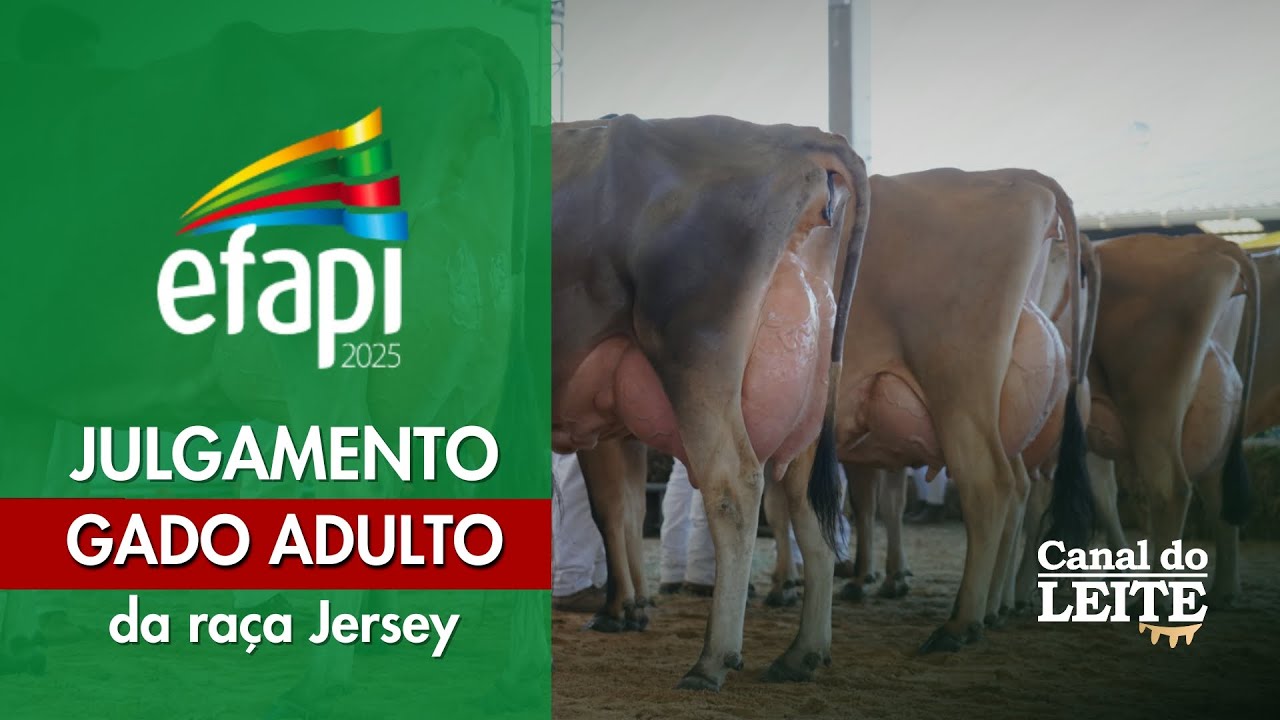Efapi 2025 - Julgamento do Gado Adulto da Ra&ccedil;a Jersey