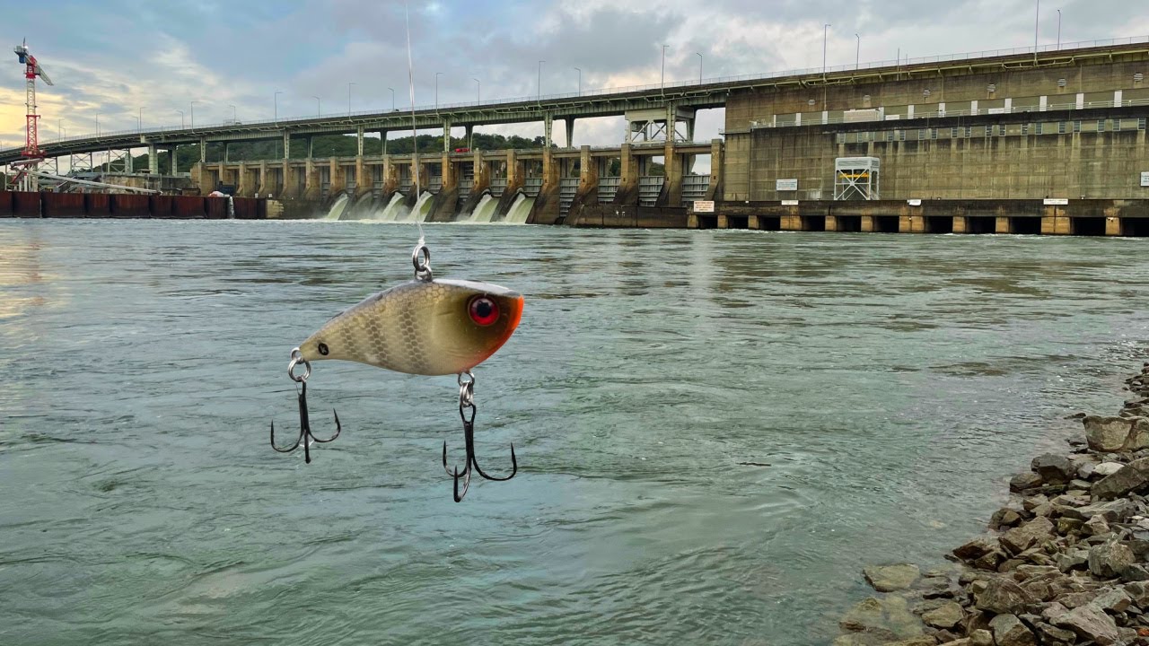 Caught a BIG DRUM Thing!! under CHICKAMAUGA DAM