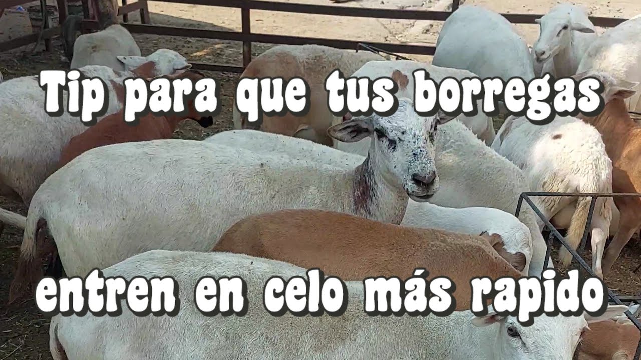 Las borregas entran en celo más rápido así. 🤠👍🏻