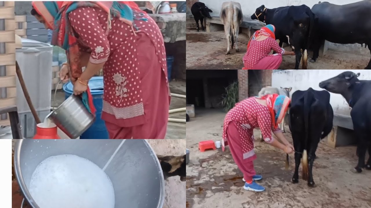 Village lifestyle ||🐄🐄 cow milk hand 🍼|| गाय का दूध हाथ से निकालना 🫙🍼🐄 || Indian housewife||Village