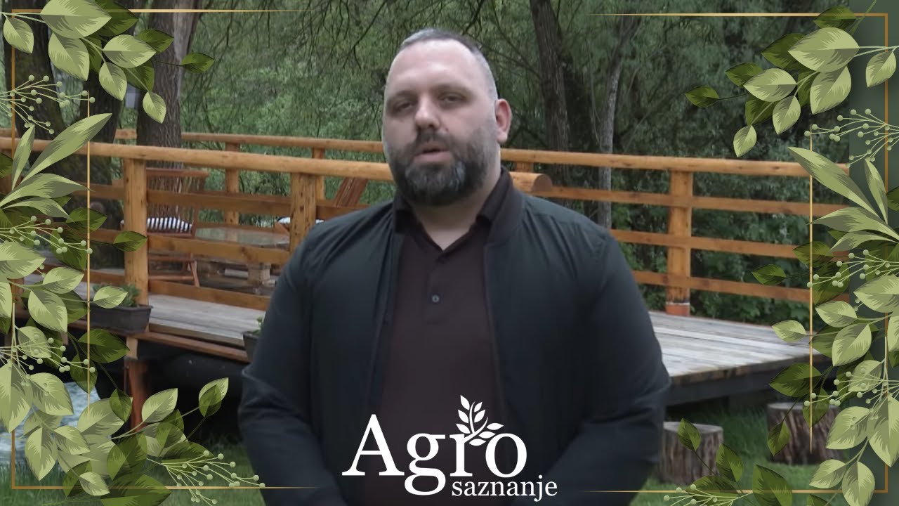 AGROSAZNANJE - Farmer Ivan Zujić ukrštanjem dvije rase ovaca dobio odličnu genetiku