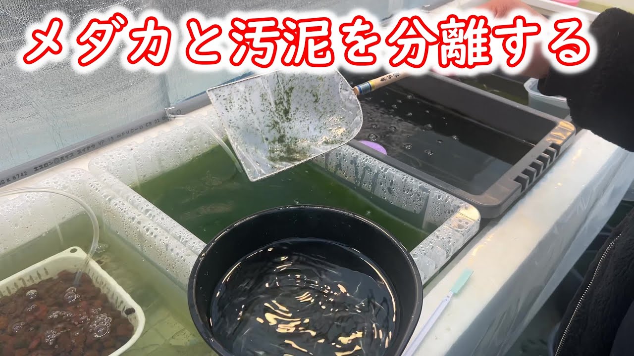 【めだか】メダカと汚泥をタモ網一つで簡単に分離します。Ｂ型おやじ