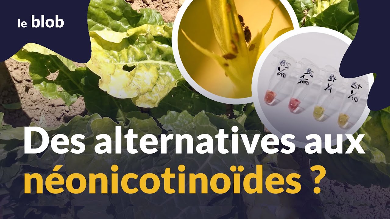 À la recherche d’alternatives aux néonicotinoïdes | Reportage