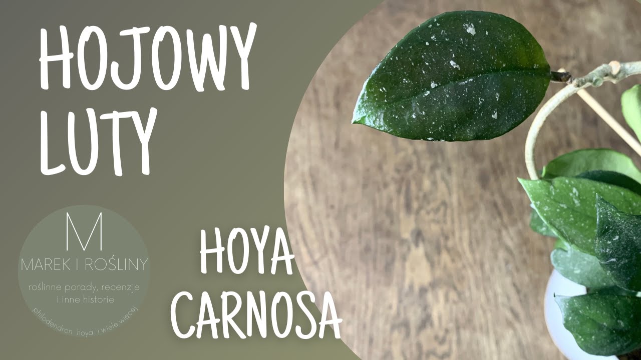 Hoya carnosa - najpopularniejsza hoja, obowiązkowa w domu u niemal każdej babci