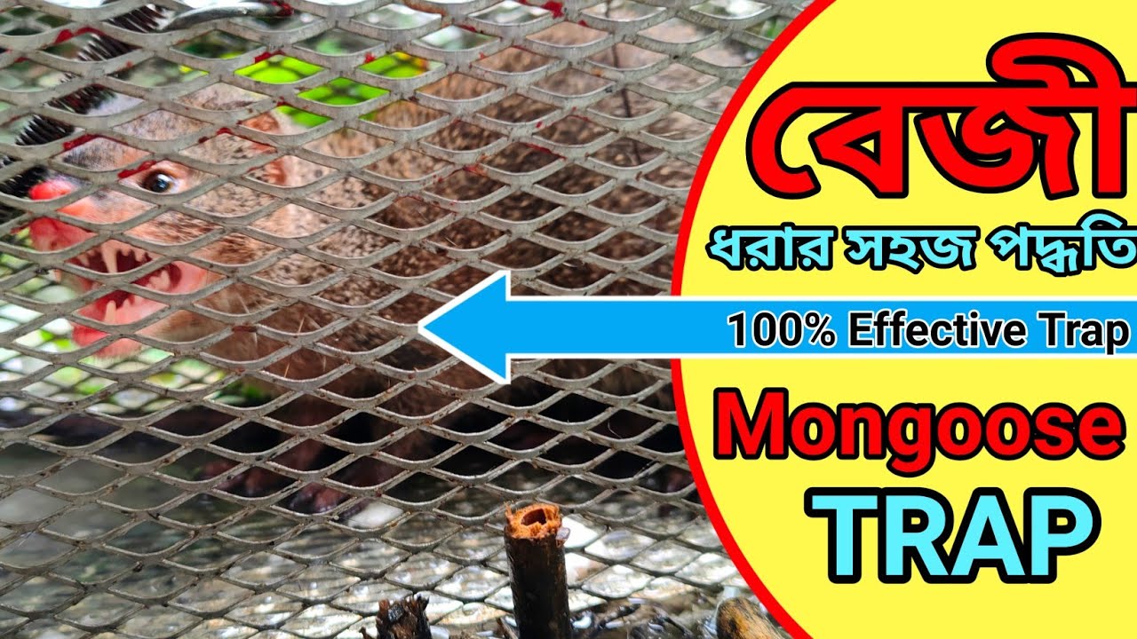Mongoose Trap || বেজী ধরার ফাঁদ || 100% Effective Mongoose Trap
