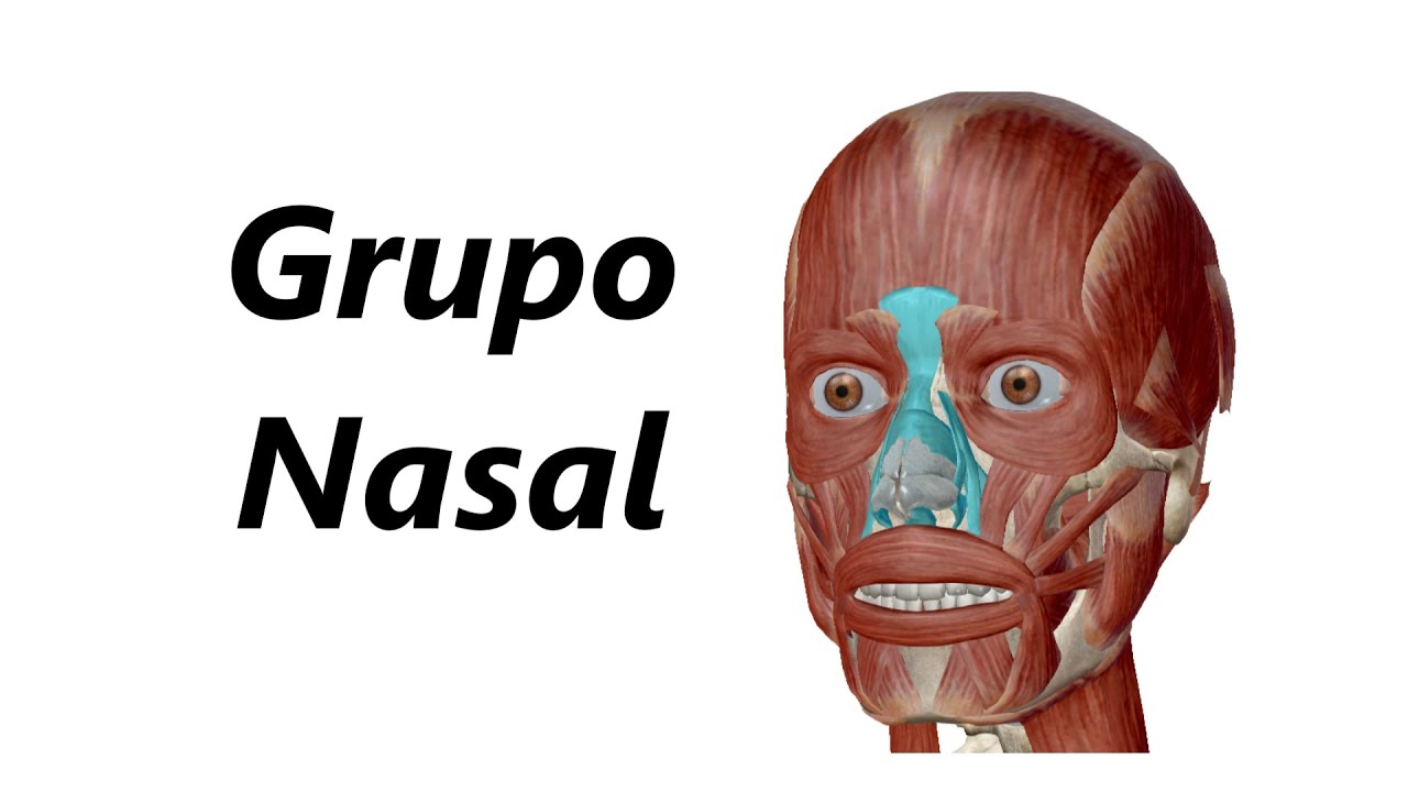 Anatomia dos Músculos da Expressão Facial em 3D - Grupo Nasal