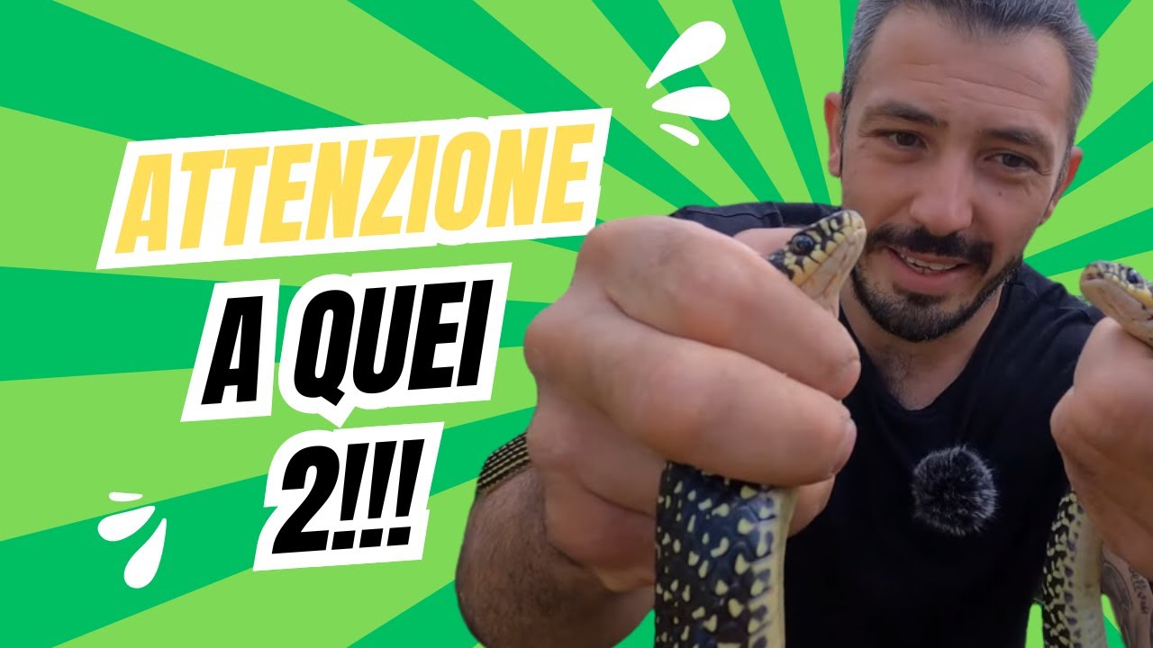 Rilascio 2 SERPENTI!!