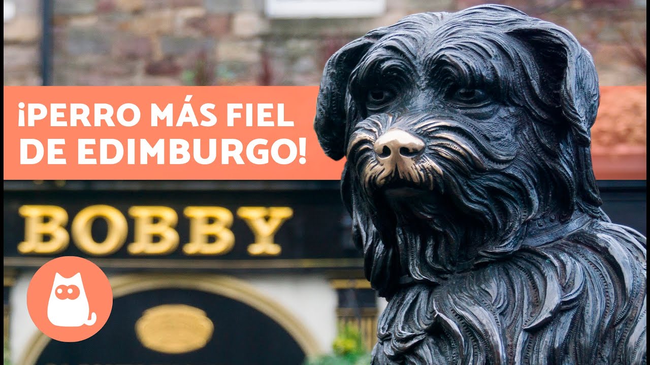 El PERRO que estuvo 14 AÑOS en la TUMBA de su DUEÑO 🐶 (Bobby)
