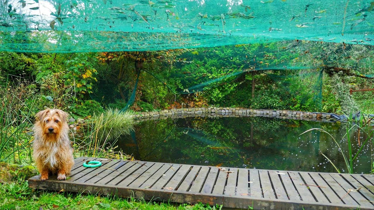 Oczko wodne, jesień -  Koi Pond in  autumn