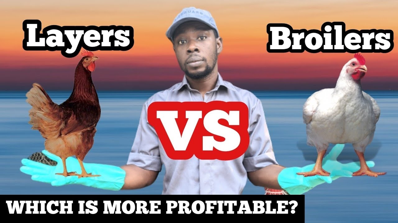 Layer VS Broiler Chicken - Which is More Profitable?