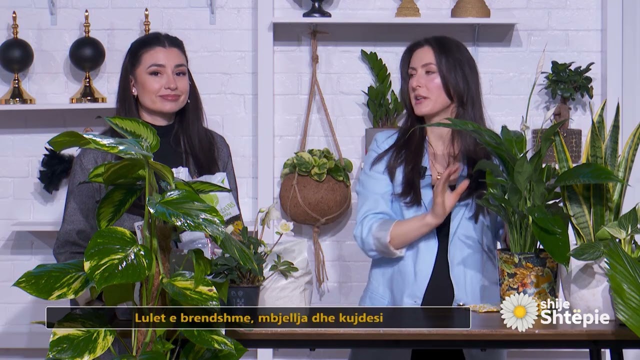 Shije Shtëpie - Gjithë sekretet për të mbjellë një lule si duhet dhe kujdesi për të - Tv Klan