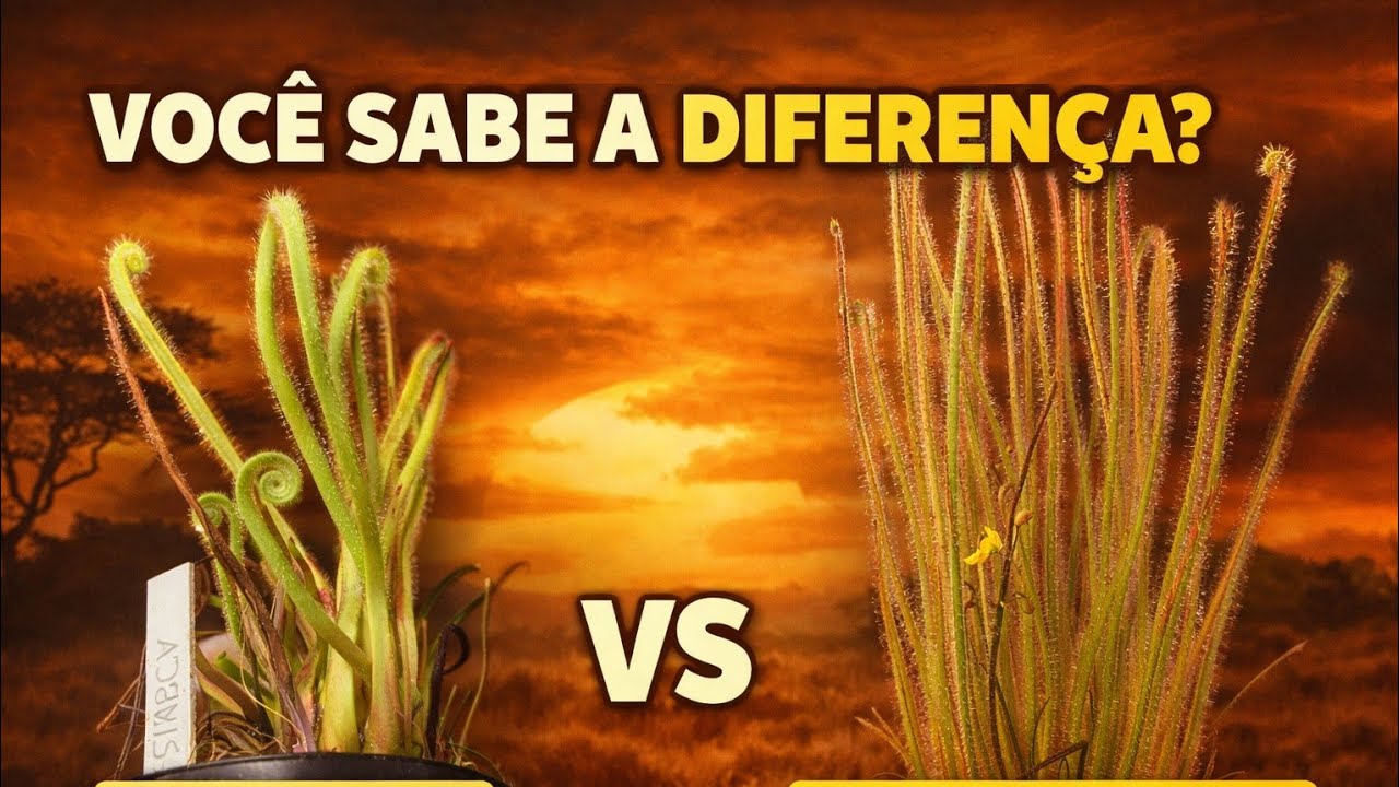 QUAL A DIFERENÇA ENTRE A DROSERA TRACYI E FILIFORMIS TIPICA.
