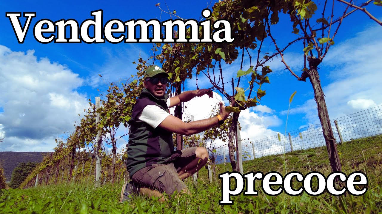 Perché si vendemmia sempre prima?