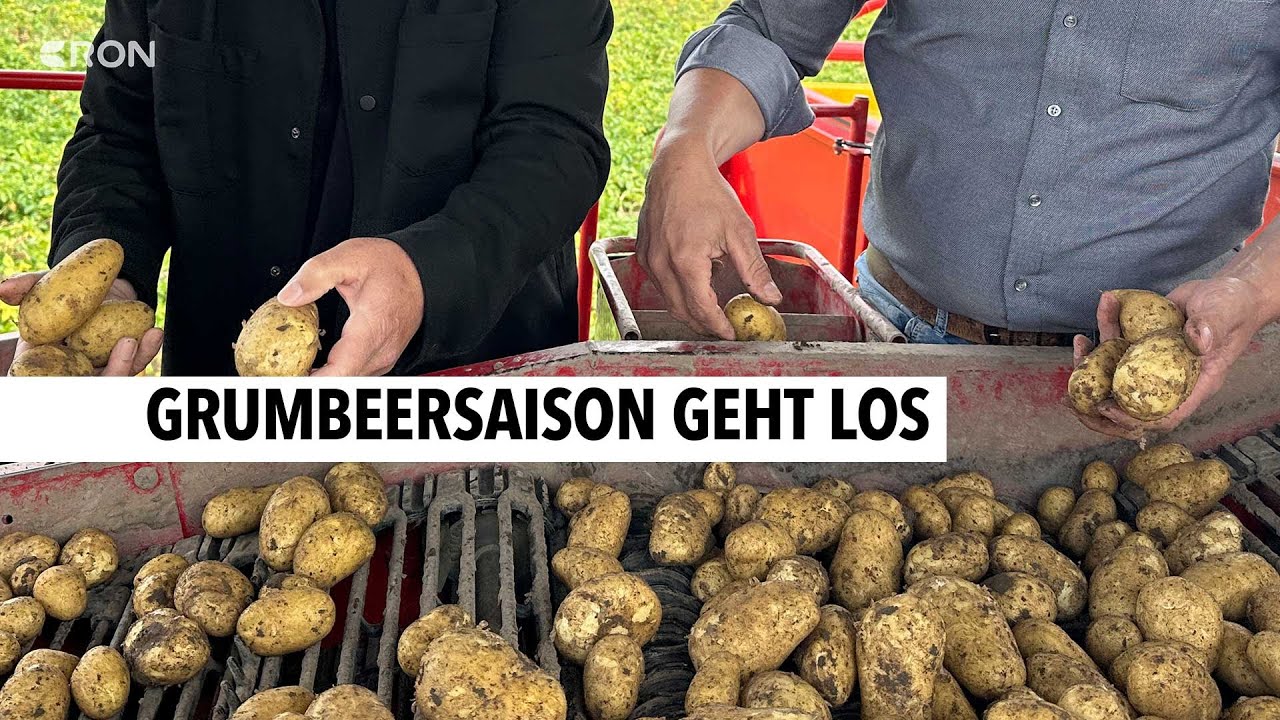 Frühkartoffel-Ernte in Bobenheim-Roxheim startet | RON TV