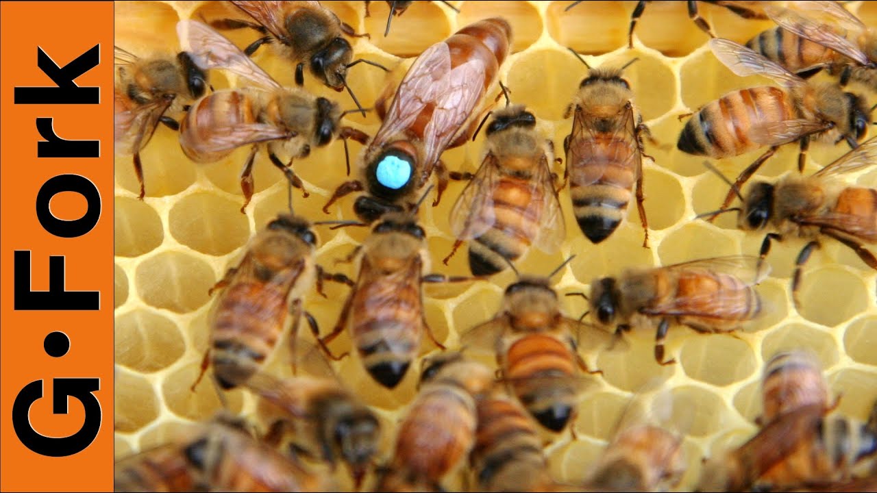 How to Requeen a beehive - Beekeeping 101 - GardenFork