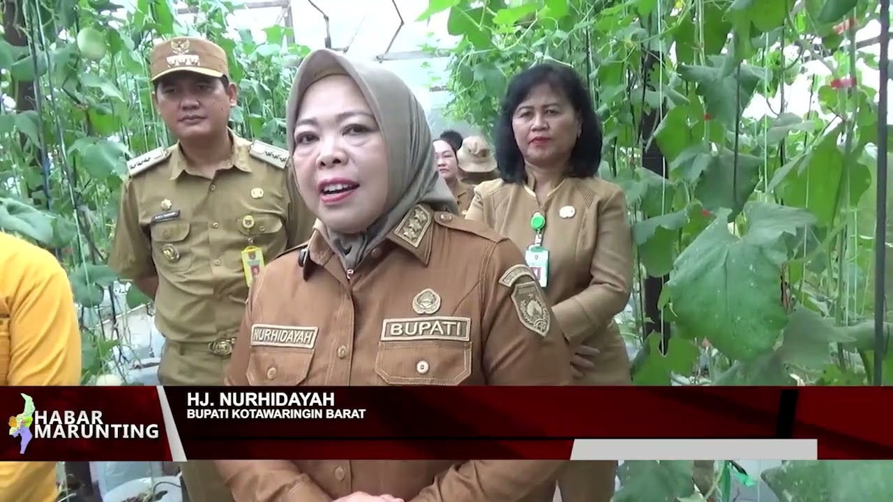 BUPATI KOBAR PANEN PERDANA MELON SWEET NET 09 DI LOKASI P4S KARYA BARU MANDIRI