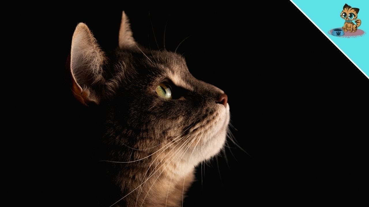 Wie du weißt, ob deine Katze sterben wird…