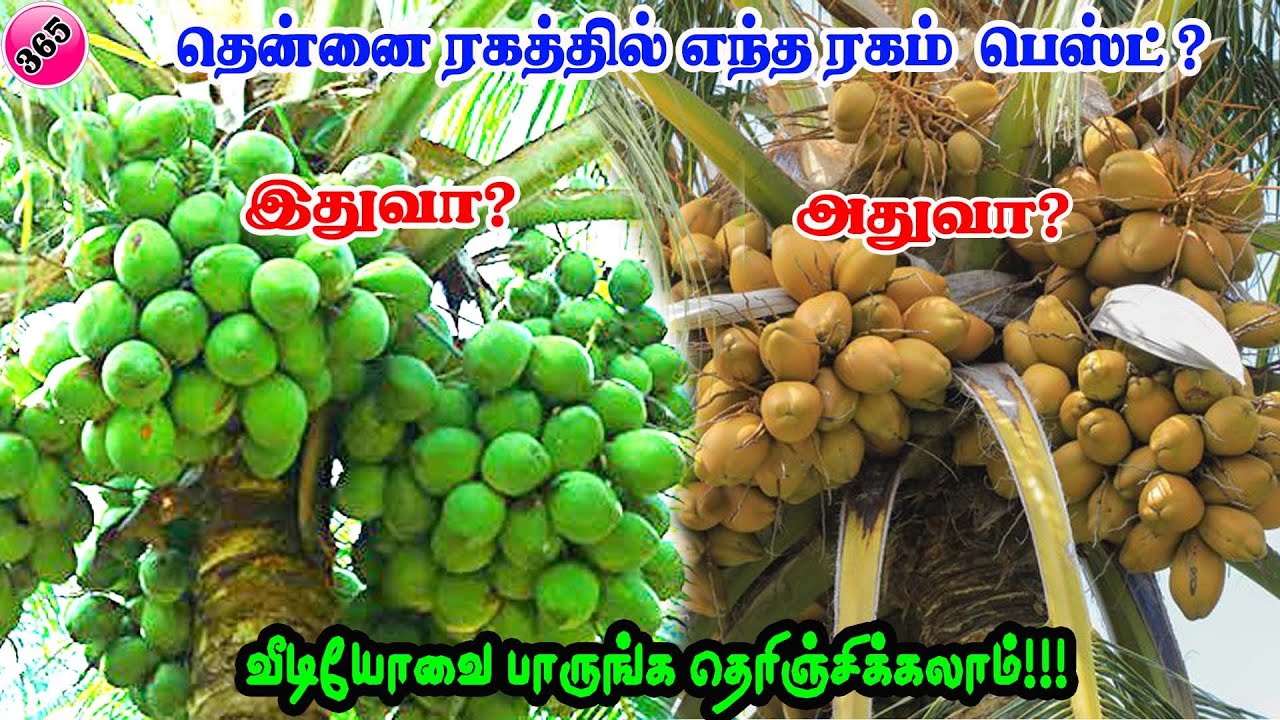 Which one is best??தென்னை ரகத்தில் பெஸ்ட் ரகம் ?இதுவா ?அதுவா? #hybridcoconut #dwarfcoconut #coconut