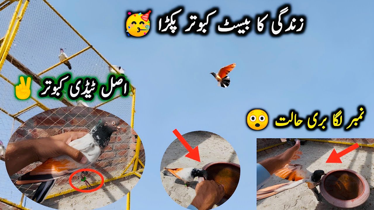 Pure Teddy Kabutar 🤩 Number Laga Pakra 🥳 | Asal Teddy | Sheikhoo Pigeons Club