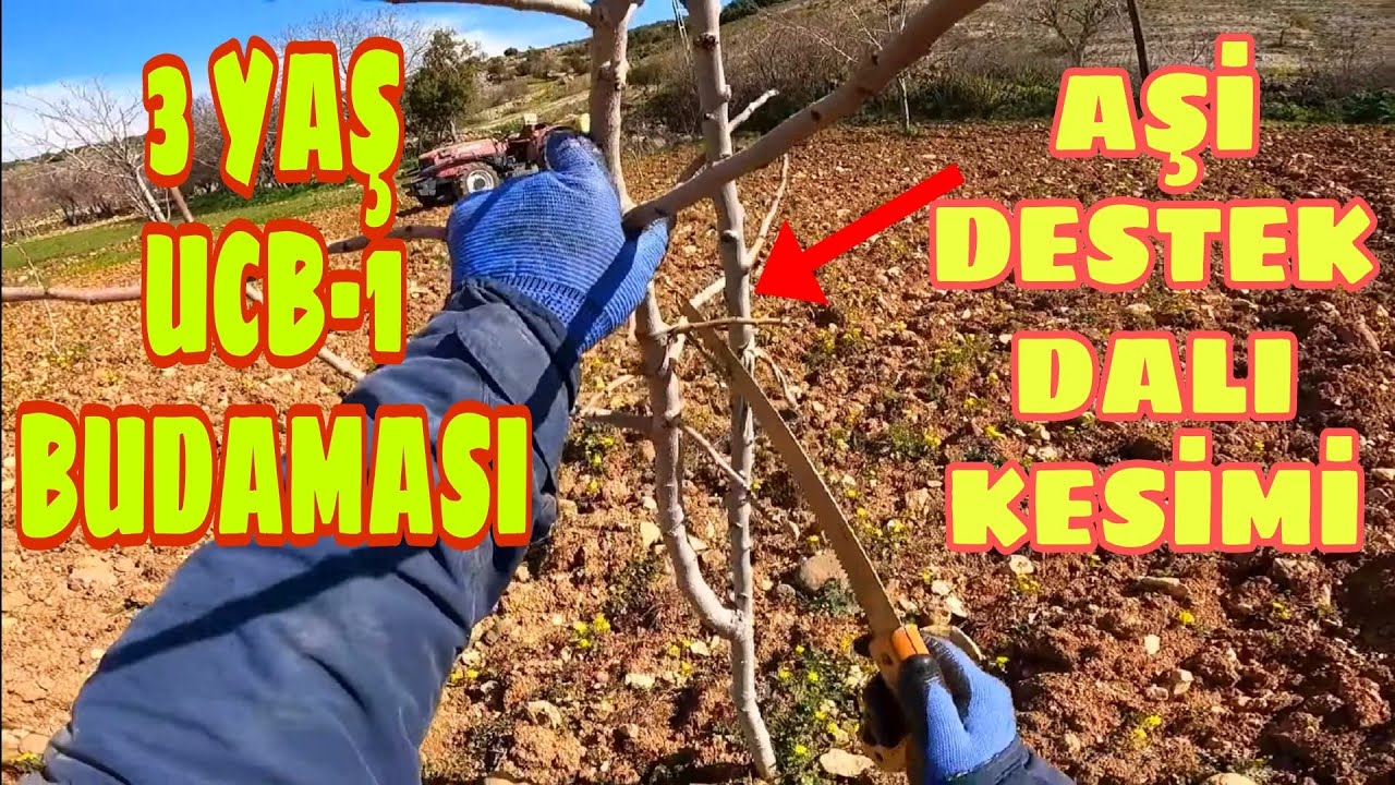 3 YAŞ ANTEP FISTIĞI BUDAMASI...BUDAMA TEKNİKLERİ...DESTEK DALI NE ZAMAN KESİLMELİ...