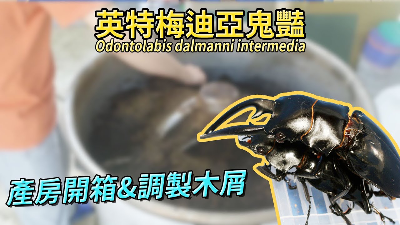 【山林蟲坊】英特鬼豔開產房＆我的木屑製程 | Odontolabis dalmanni intermedia: Propagation & My Fermented Sawdust Process