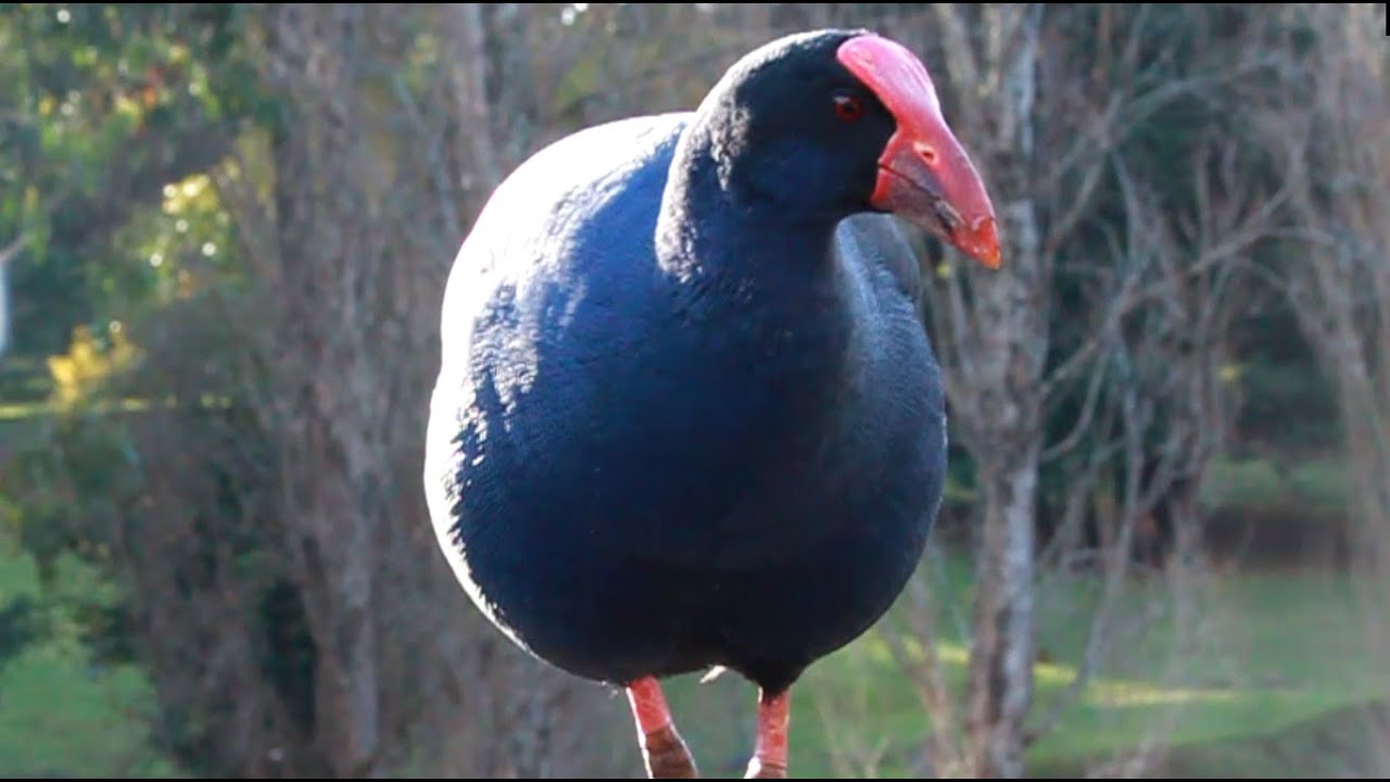 Blue Moorhen or Purple Swamphen feels threatened #funnyanimalsvideos #moorhen #waterbirds #angrybird