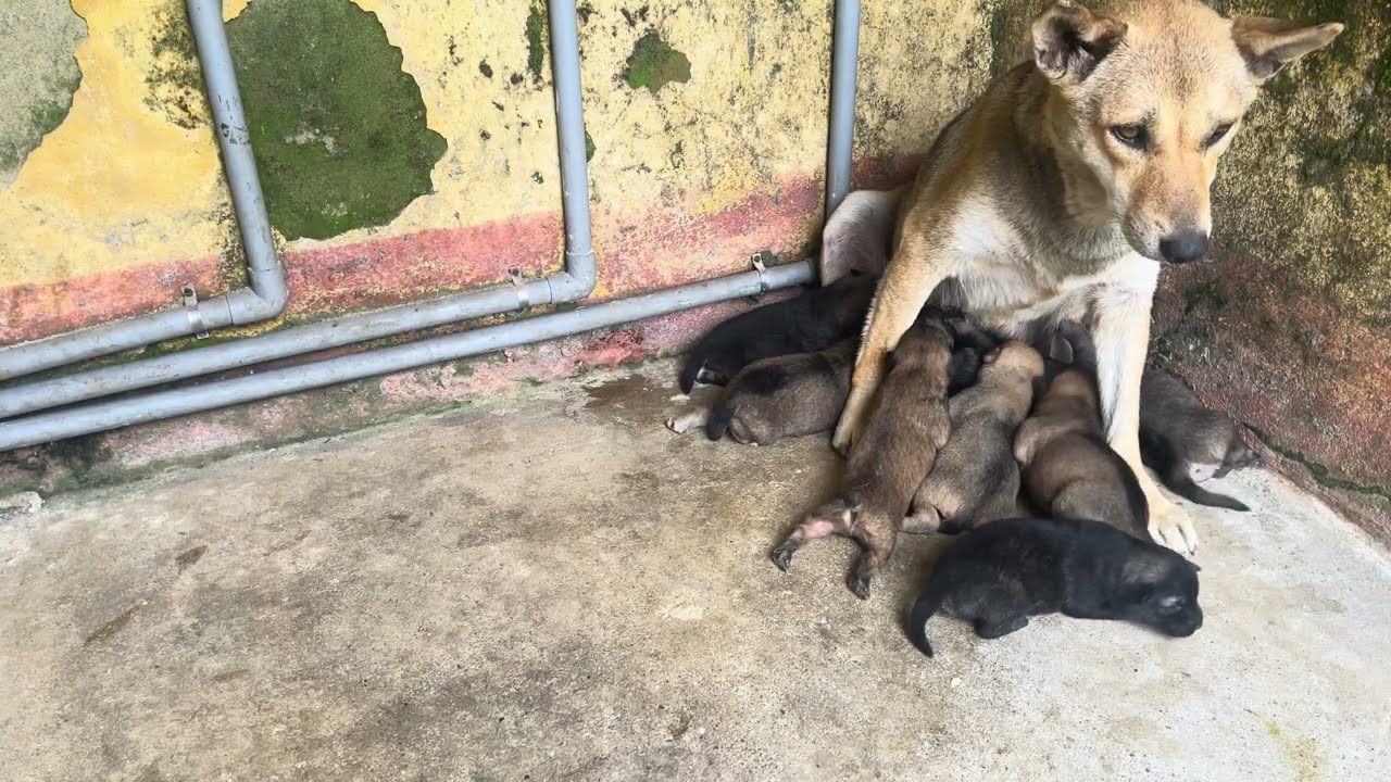 Mother Dog Gives Birth to 9 Puppies in an Abandoned House
