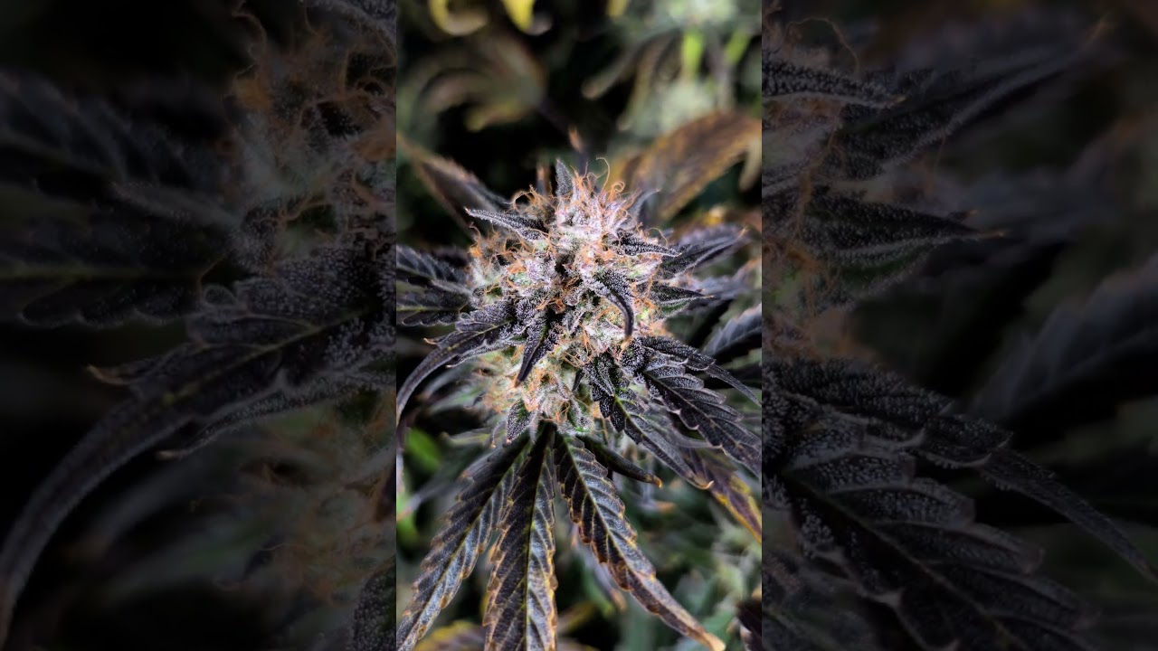 Apollo Haze by Mephisto Genetics