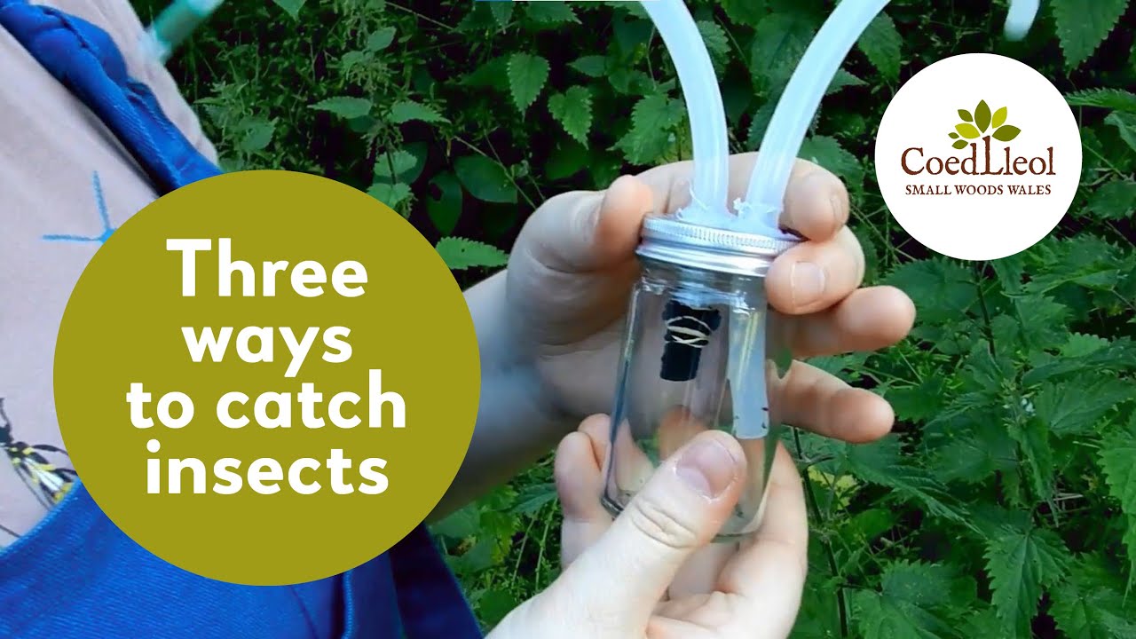 Three ways to catch insects | Coed Lleol (Small Woods)