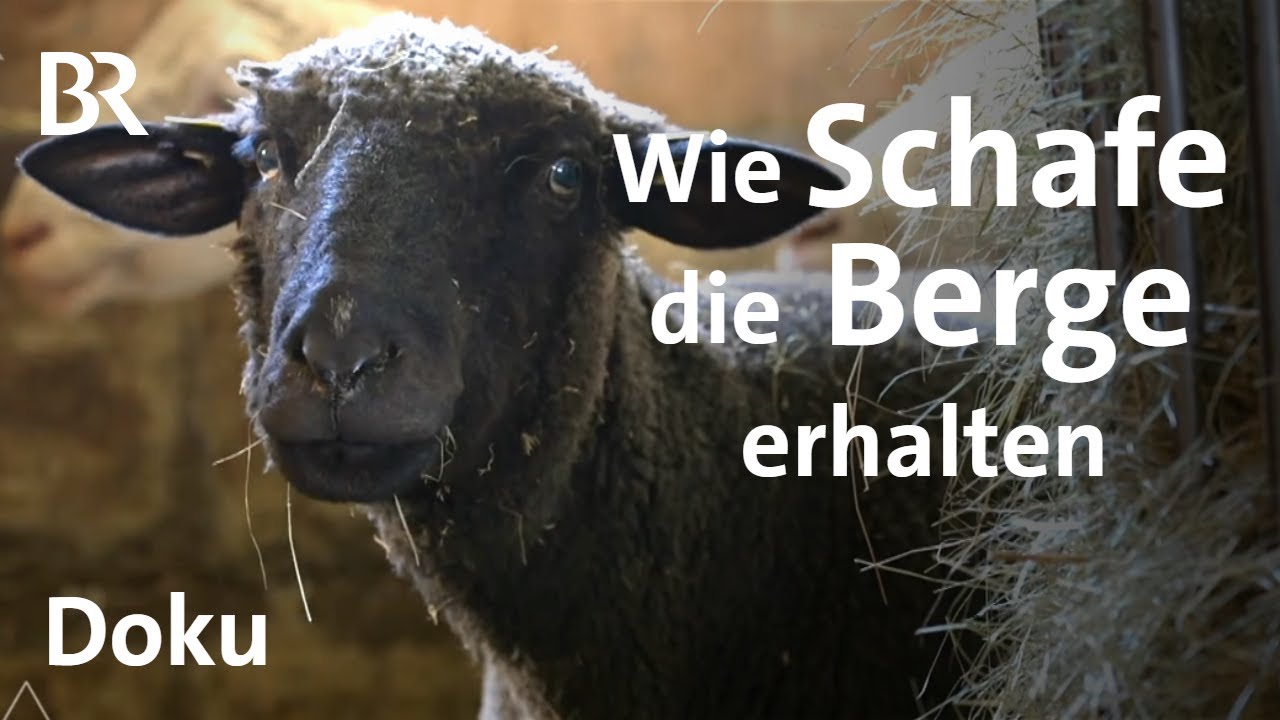Regional und umweltfreundlich: Schafe in den Bergen | Bergauf-Bergab | Doku | Berge | BR