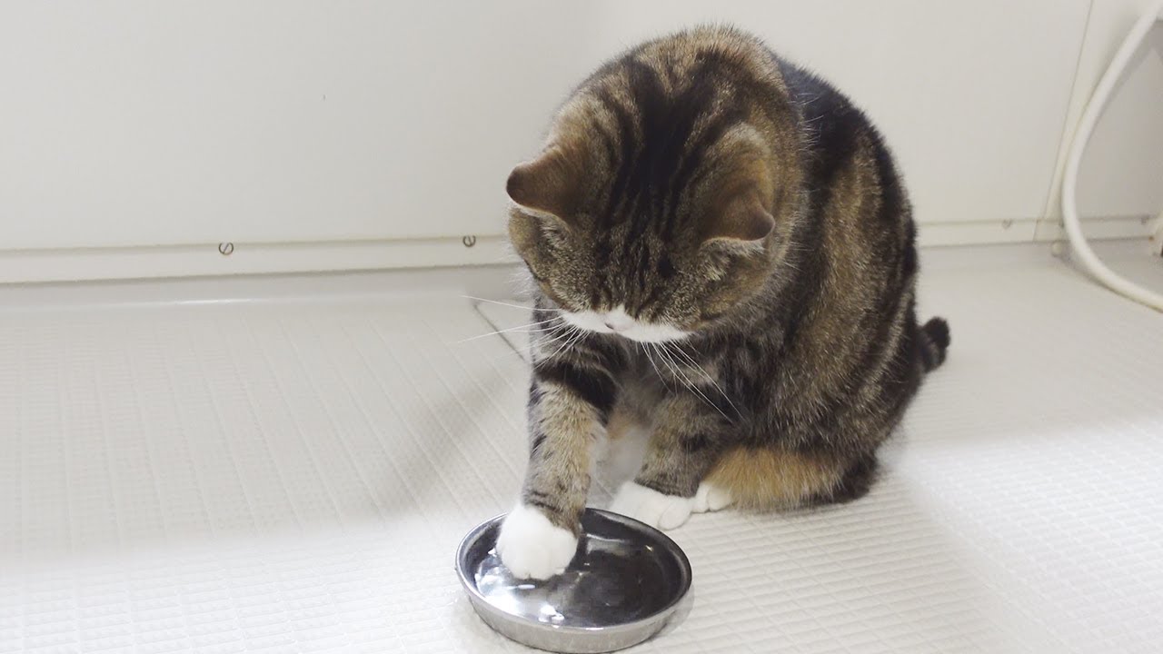 期待を裏切るねこ。-Maru is unpredictable.-