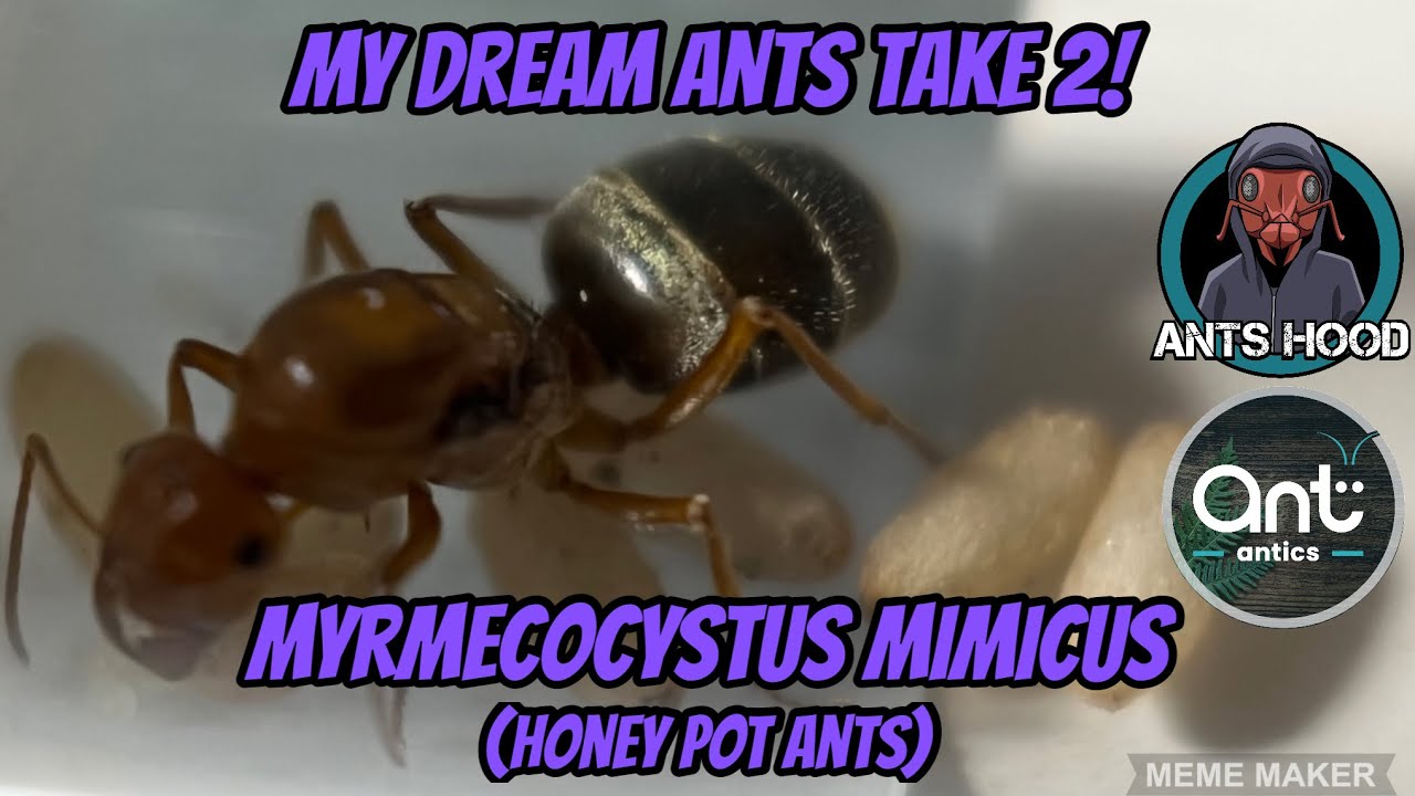 My Dream Ants Take 2! My Myrmecocystus Mimicus (Honeypot Ants)