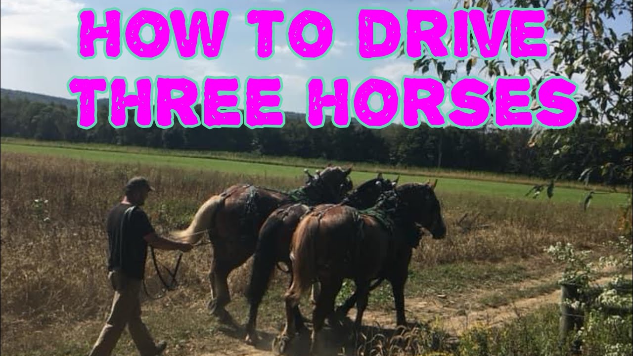 Different ways to hitch and drive three draft horses.
