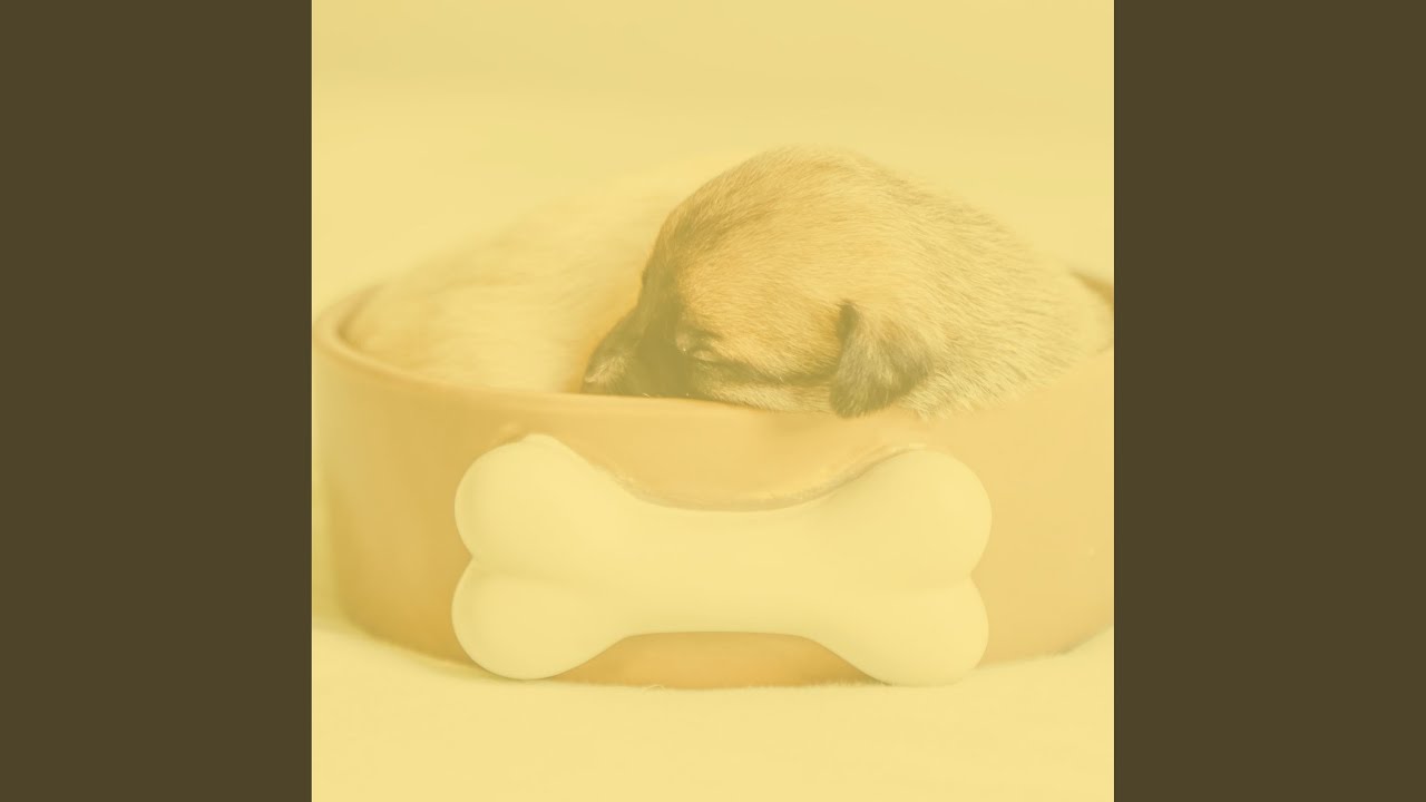 Distinguished Ambience for Training Dogs