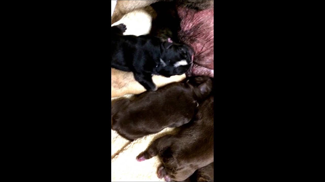 Choolate Tri English bulldog puppies