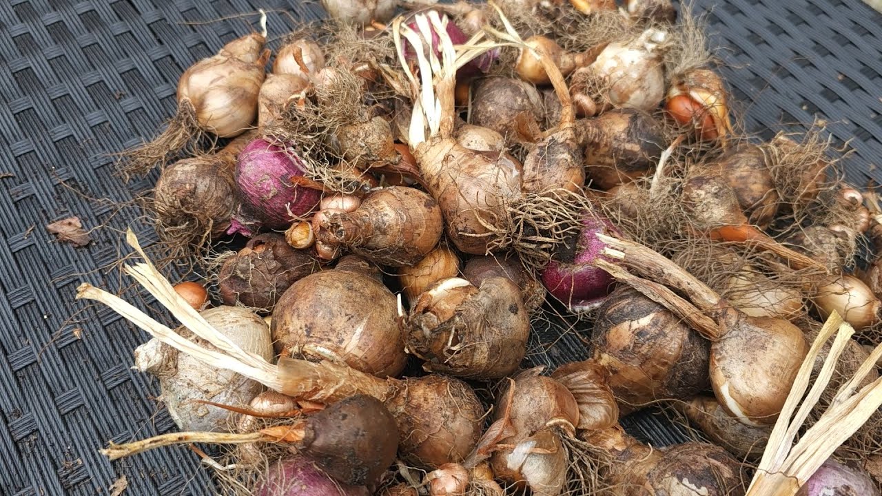 What Happened to My Spring Bulbs After Summer?