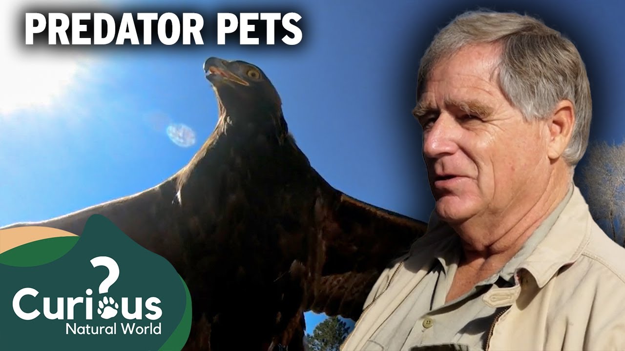 Birds Of Prey - Living With Flying Hunters | Predator Pets | Curious?: Natural World