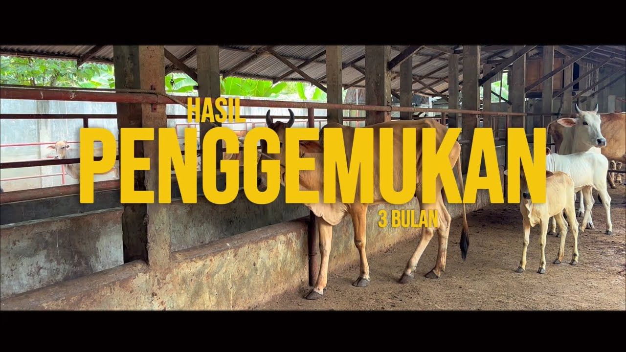 EPS 10 | Hasil Penggemukan Sapi 3 Bulan | Kunci Ada di Penanganan Awal