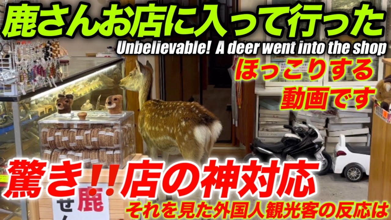 鹿さんお店に入って行った　驚き‼️店の神対応　それを見た外国人観光客の反応は　Unbilivable A deer went into the shop. 