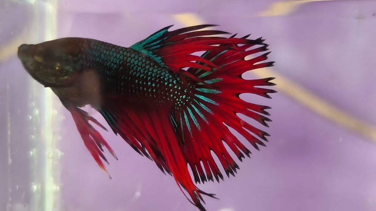 Breeding jenis ikan PKCT ‼️