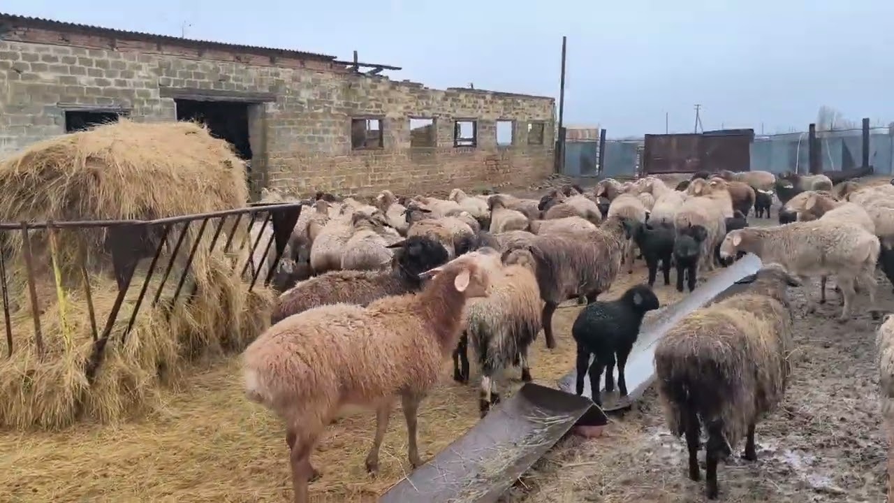 Дождь, оттепель, барашки. 