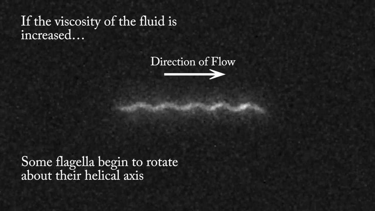 Bacterial flagella in a viscous shear flow