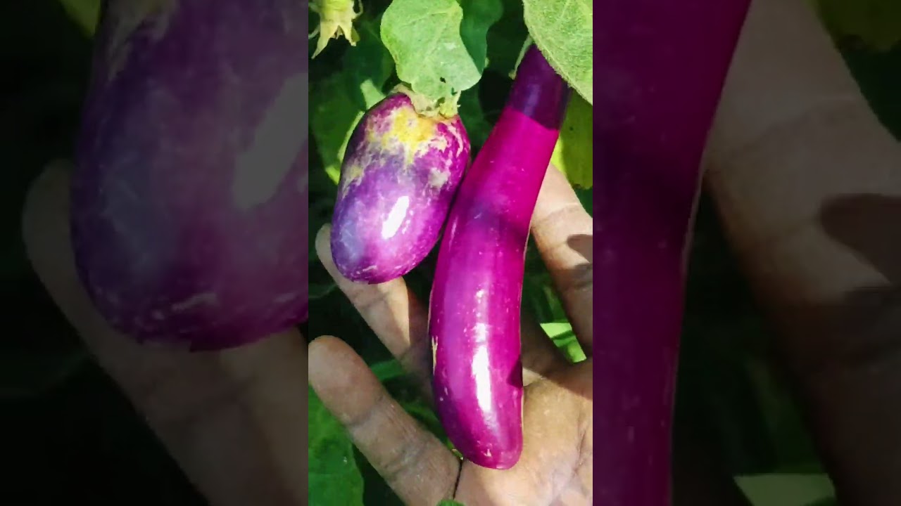 March 14, 2026#kisanon ki sabji#🌳🍆🍅🫛