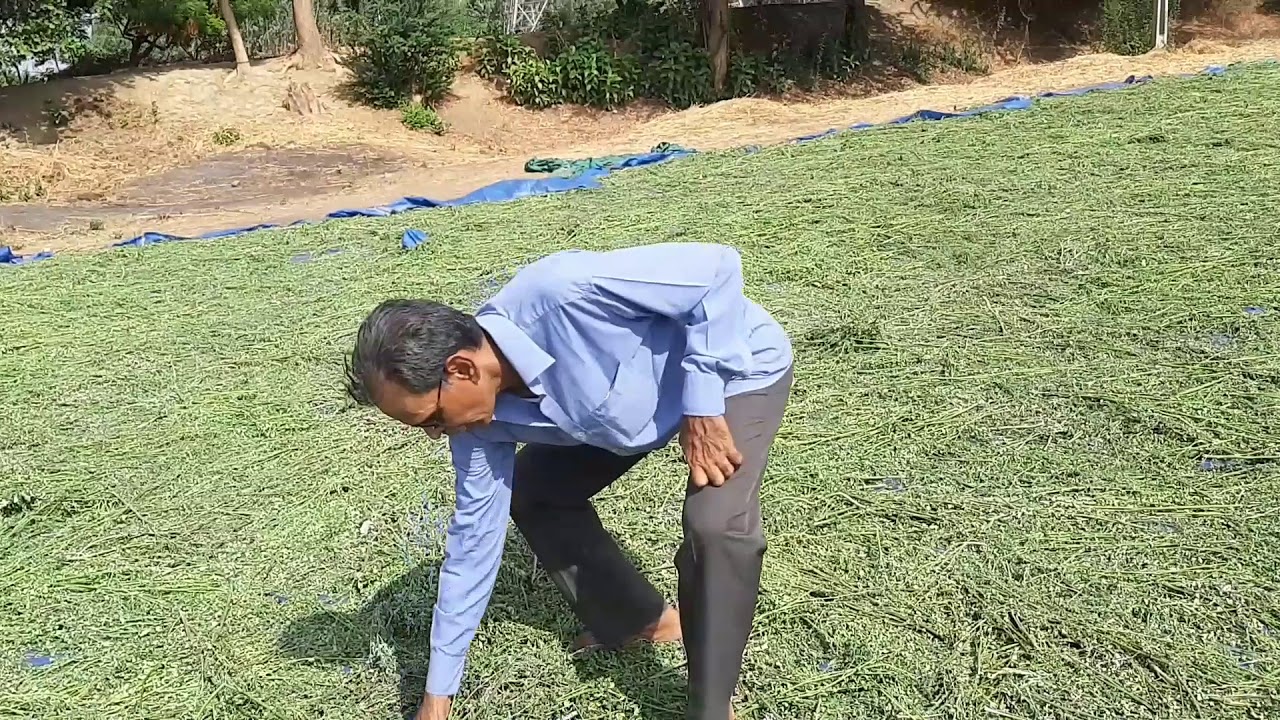agriculture of moringa leaves