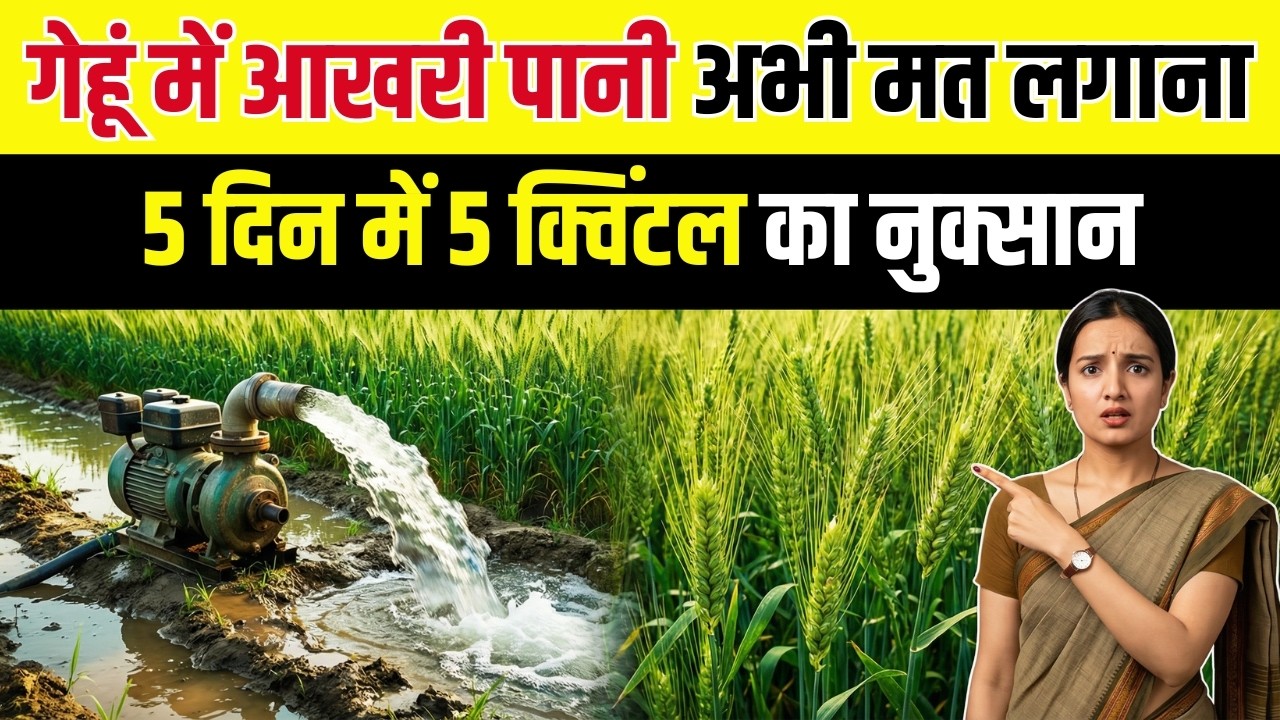 गेहूं मै आखिरी पानी कब लगाएं ? फ्री मै बढ़ेगी 30% पैदावार । 5 दिन की गलती से 5 क्विंटल का नुकसान!