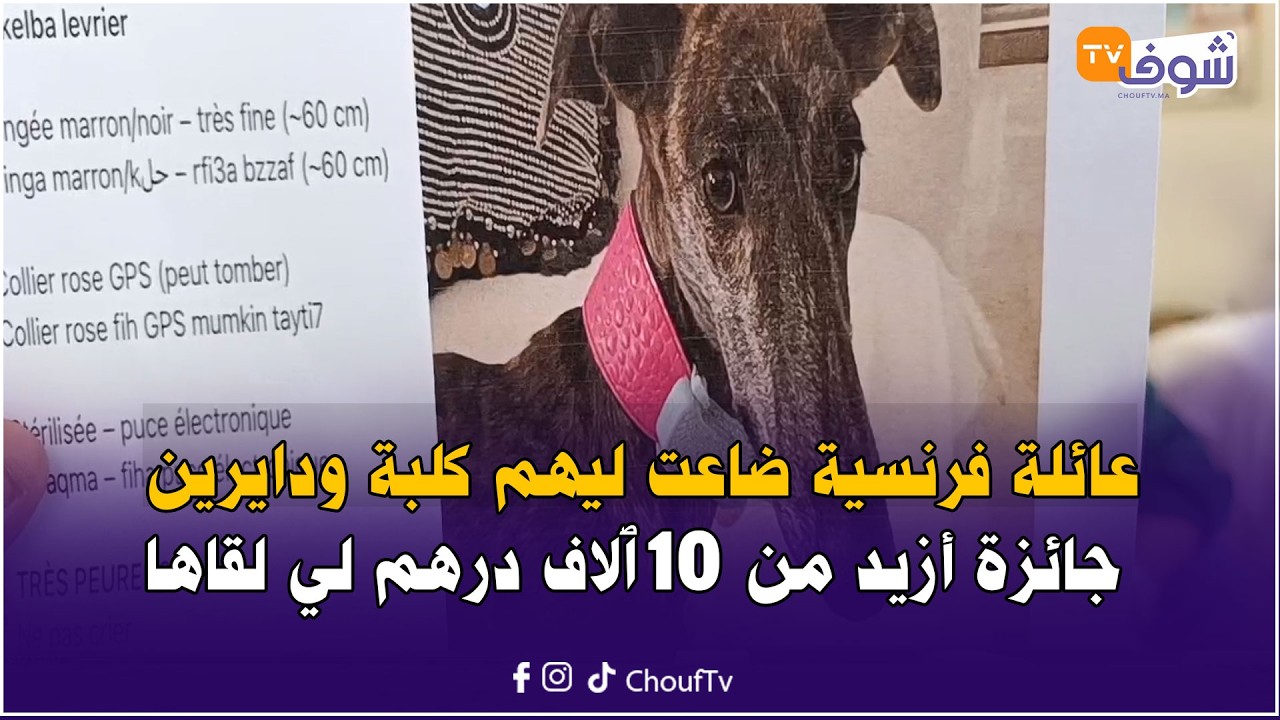مباشرة من دار بوعزة: عائلة فرنسية ضاعت ليهم كلبة ودايرين جائزة أزيد من 10 ٱلاف درهم لي لقاها
