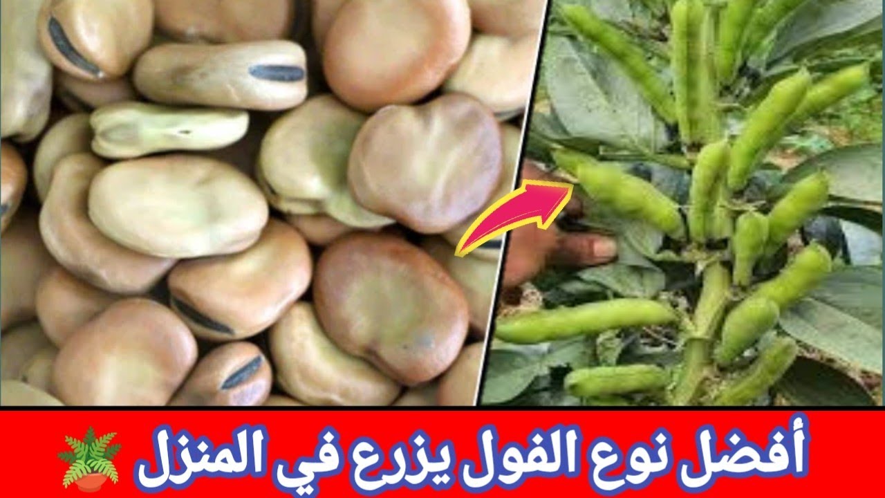 أسرار نجاح زراعة الفول على السطح 🏡🥰 | لا تشتريه من السوق بعد اليوم ؟ #زراعة_الاسطح