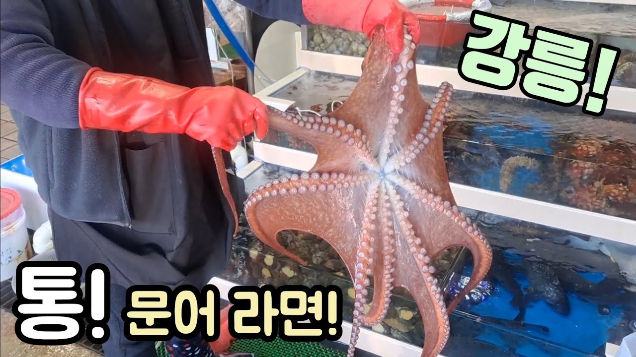 소돌항 어시장 광어 한마리 15만원? 대체 왜 이럴까! 드디어 찾았다 문어 라면 여기로 꼭 가보세요! korean fish market channel