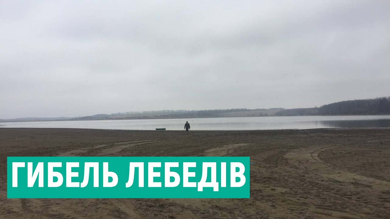 У селі на Вінниччині гинуть лебеді. У чому причина