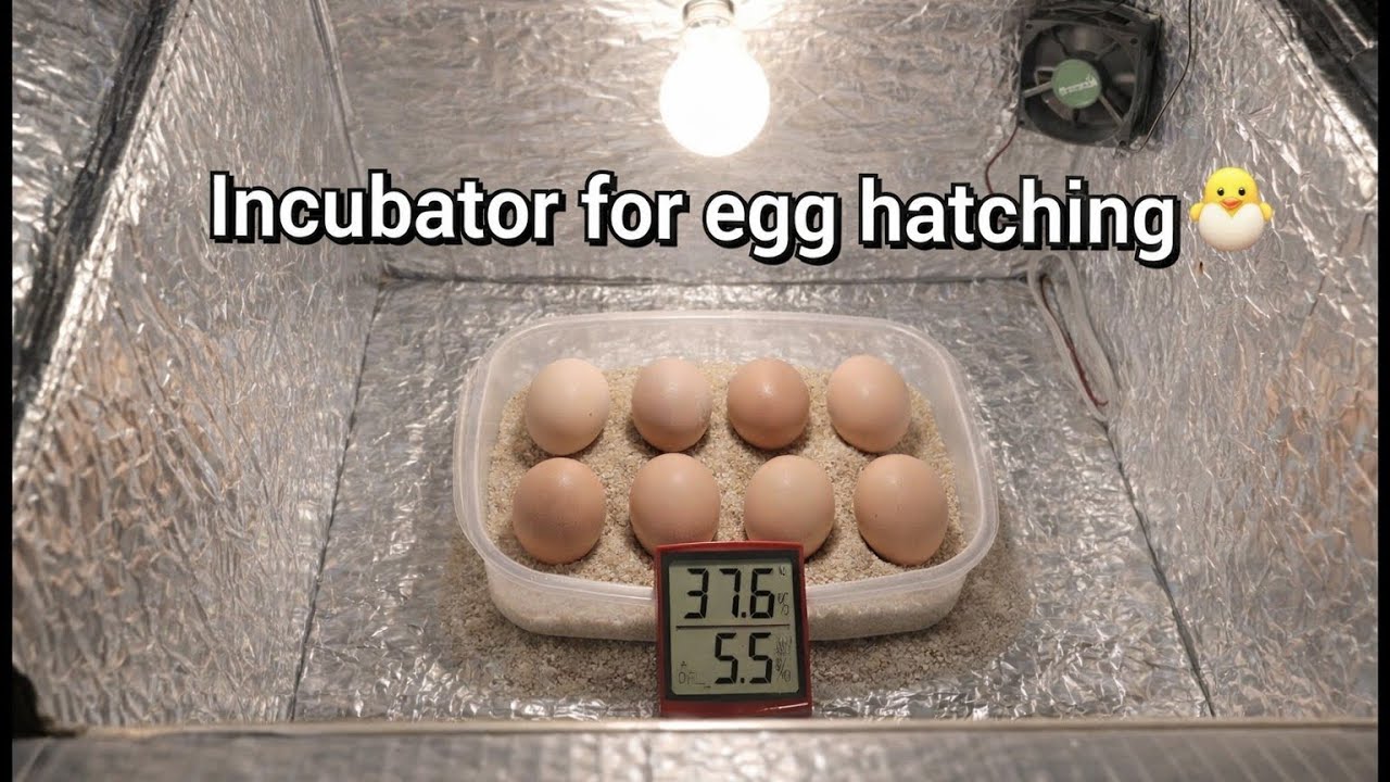 Hand made Incubator | Egg hatching Machine | Shehzad Rasool | Golden hen Baby  | Mini zoo 